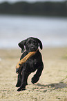 German shorthaired Pointer Puppy