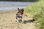 German shorthaired Pointer Puppy