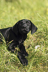 German shorthaired Pointer Puppy