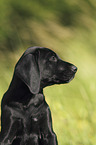 German shorthaired Pointer Puppy