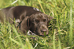 German shorthaired Pointer Puppy