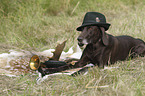 lying German shorthaired Pointer