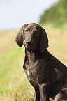 young German shorthaired Pointer