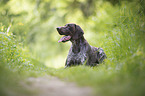 lying German shorthaired Pointer