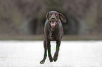 running German shorthaired Pointer