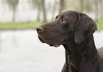 German shorthaired Pointer portrait