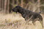 male German shorthaired Pointer