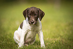 German shorthaired Pointer Puppy