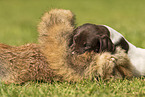 German shorthaired Pointer Puppy