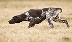 female German shorthaired Pointer