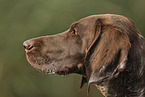 male German shorthaired Pointer