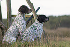 male German shorthaired Pointer