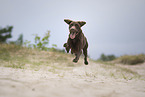 German shorthaired Pointer