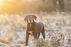 German-Shorthaired-Pointer-Mongrel