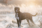 German-Shorthaired-Pointer-Mongrel