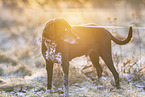 German-Shorthaired-Pointer-Mongrel