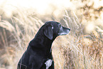 German-Shorthaired-Pointer-Mongrel