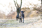 German-Shorthaired-Pointer-Mongrel