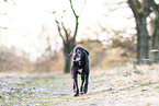 German-Shorthaired-Pointer-Mongrel