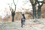 German-Shorthaired-Pointer-Mongrel