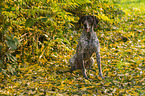 German shorthaired Pointer in autumn