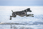 German Shorthaired Pointer