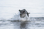 German Shorthaired Pointer