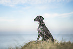 German Shorthaired Pointer