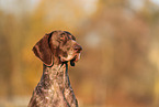 German shorthaired Pointer in autumn