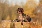 German shorthaired Pointer in autumn