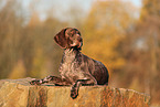 German shorthaired Pointer in autumn