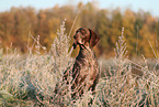 German shorthaired Pointer in autumn