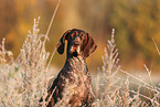 German shorthaired Pointer in autumn