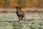 German shorthaired Pointer in autumn