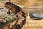 German shorthaired Pointer in autumn
