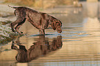 German shorthaired Pointer in autumn