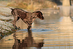 German shorthaired Pointer in autumn