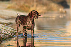 German shorthaired Pointer in autumn