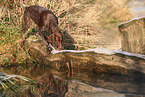 German shorthaired Pointer in autumn