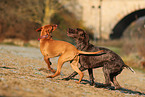 2 dogs