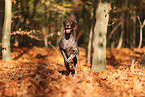 German shorthaired Pointer in autumn