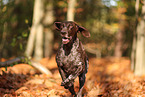 German shorthaired Pointer in autumn