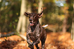 German shorthaired Pointer in autumn