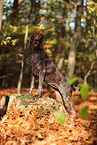 German shorthaired Pointer in autumn