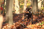 German shorthaired Pointer in autumn