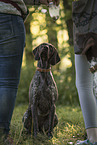 German shorthaired Pointer