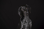 German shorthaired Pointer Portrait
