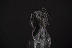 German shorthaired Pointer Portrait