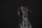 German shorthaired Pointer Portrait