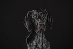 German shorthaired Pointer Portrait